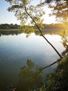 Drava forest — fotografia 5
