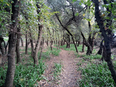 Green areas around Hacienda Torre de Doña Maria — fotografia 5