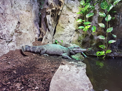 Reptiles Zoo Forchtenstein — fotografia 3
