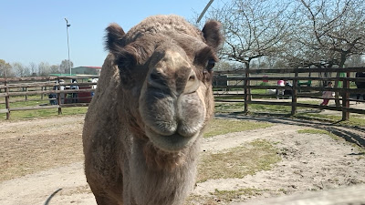Φιλόνεικος zoo park, ιππασία! — fotografia 2