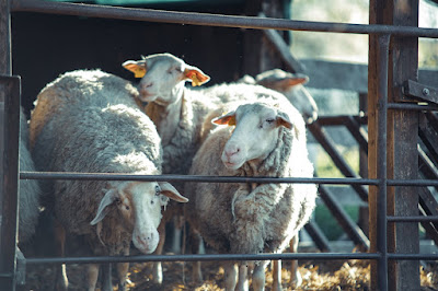 Farm & Camping Lazy — fotografia 5