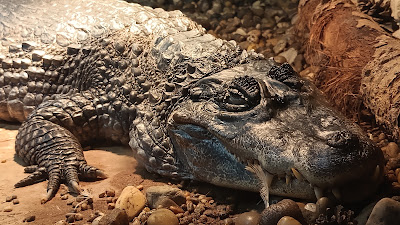 ZOO in Spišská Nová Ves — fotografia 4
