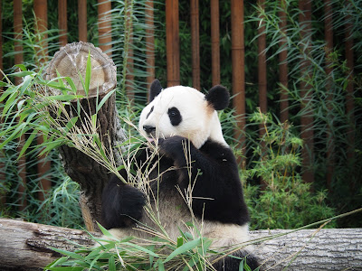 Copenhagen Zoo — fotografia 4