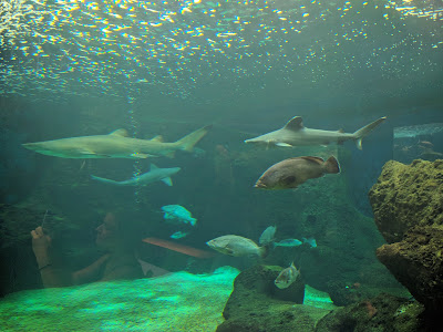 CRETAquarium Thalassokosmos — fotografia 4