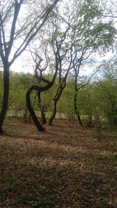 Poiana Rotundă — fotografia 4