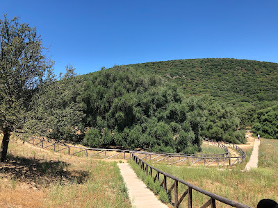 The Great Grampa - Millennial Wild Olive Tree — fotografia 5