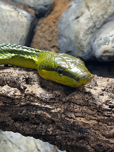 Snakeroom Serpentarium — fotografia 4