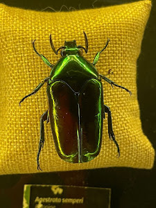 Butterfly House Sardegna — fotografia 5