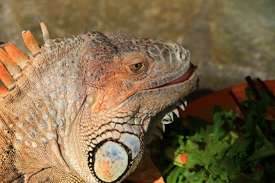 Aquaworld Aquarium & Reptile Rescue Centre — fotografia 5