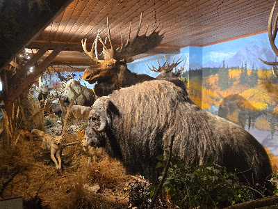 Alpen Wildpark Feld am See — fotografia 5