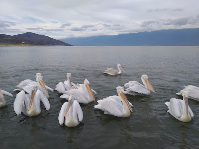Lake Kerkini — fotografia 5