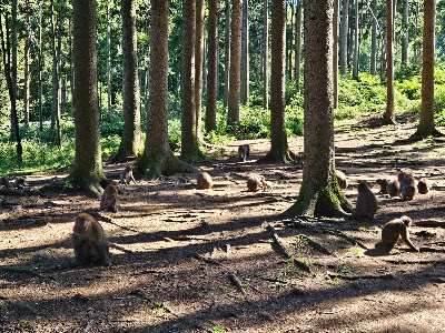 Affenberg Landskron — fotografia 5