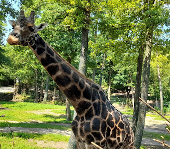 Zoo Schmiding / Museum - meeting of cultures — fotografia 4