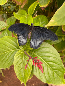 Mariposario de Nijar — fotografia 5