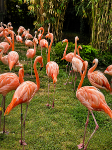 Parcul Natura Viva — fotografia 5