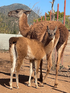 Zoologikos Kipos Kalavriton — fotografia 4