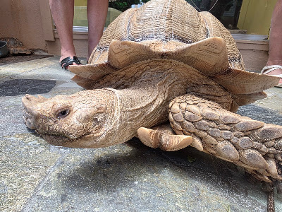 Aquaworld Aquarium & Reptile Rescue Centre — fotografia 4