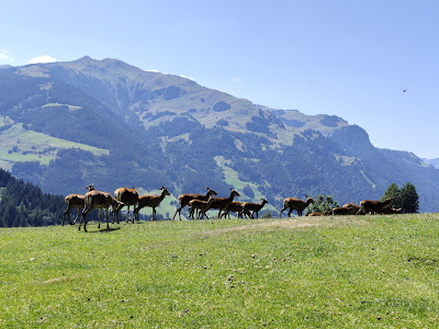 Wildpark Aurach — fotografia 4