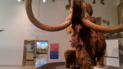 Civic Museum of Natural Sciences in Bergamo — fotografia 2