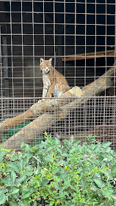 Malá Chuchle zoo — fotografia 4
