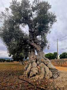 Egnazia - Roman City — fotografia 5