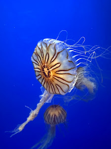 Sevilla Aquarium — fotografia 5