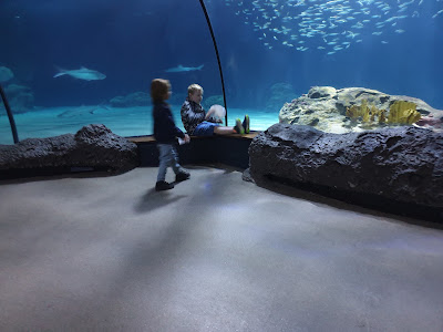 Oceanium — fotografia 1
