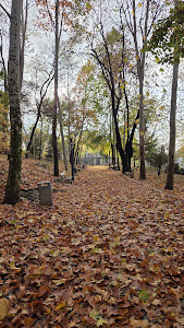 Strehareți Forest