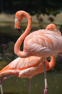 Košice Zoo — fotografia 5