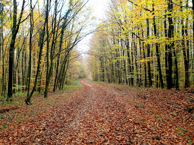 Pješačka poučna staza "Šumarica" — fotografia 4