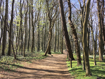 Diedrichshagen Strand — fotografia 4