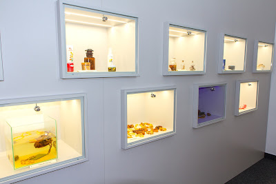 Amber Museum — fotografia 4