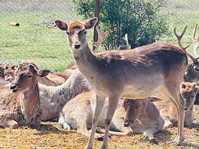 Hadzhidimovo Petting Zoo — fotografia 5