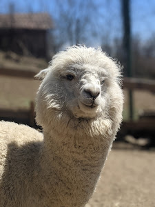 Alis Petting Zoo — fotografia 3