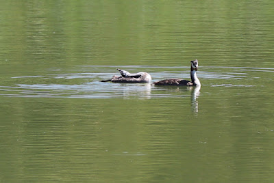 Laguna de las Madres