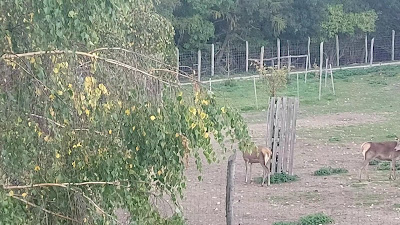 Erdő Háza Ökoturisztikai Látogatóközpont és Vadaspark — fotografia 2
