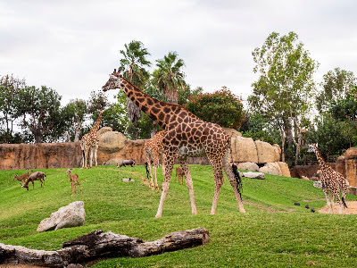 Valencia Bioparc — fotografia 3