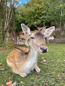 Marselisborg Deer Park — fotografia 5