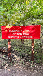 Żebra żubra — fotografia 3