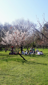 Grădina Japoneză — fotografia 4
