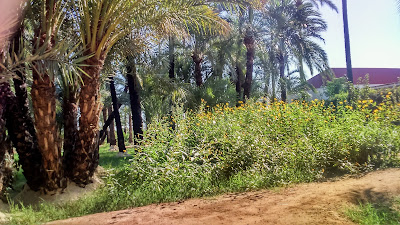 Palmeral de Santiago y Zaraíche — fotografia 3