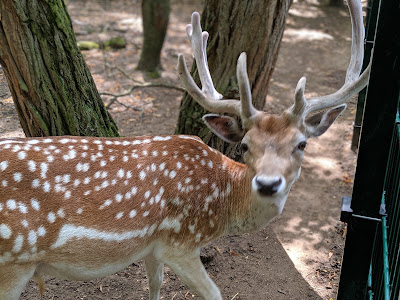 Gonsenheimer Wild Park — fotografia 4