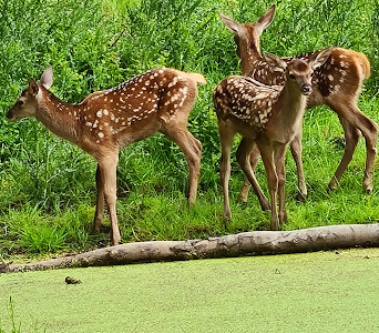 Wildpark Düsseldorf Grafenberg — fotografia 4