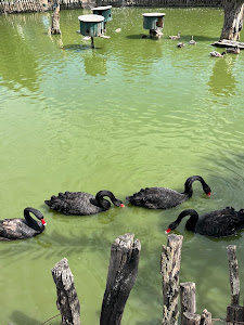 Zoo vrt Vrnjci — fotografia 4