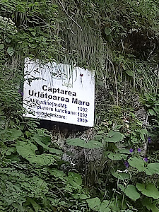 Cascada Urlătoarea (Bușteni) — fotografia 3