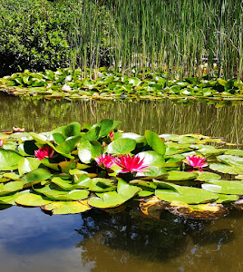 Japanese Garden — fotografia 5