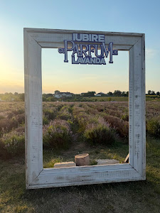 Livada cu lavanda — fotografia 4