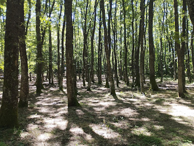 Bosco dei Morroni
