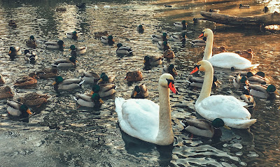 On the Low Meadows Park — fotografia 5