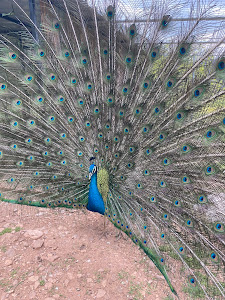 Zoologikos Kipos Kalavriton — fotografia 5